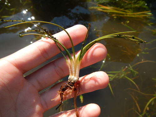 Isoetes X dodgei