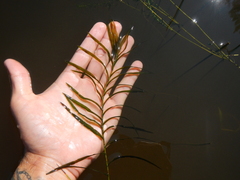 Potamogeton robbinsii