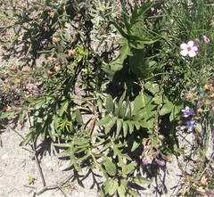 Pelargonium dipetalum