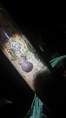 Dyakiidae
