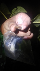 Dyakiidae