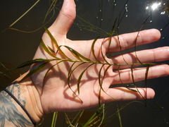 Potamogeton robbinsii