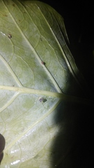 Meotipa spiniventris