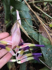 Billbergia euphemiae