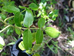 Scandia rosifolia
