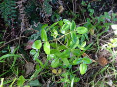 Scandia rosifolia