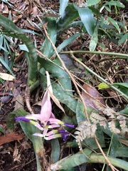 Billbergia euphemiae