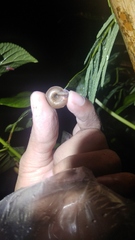 Dyakiidae