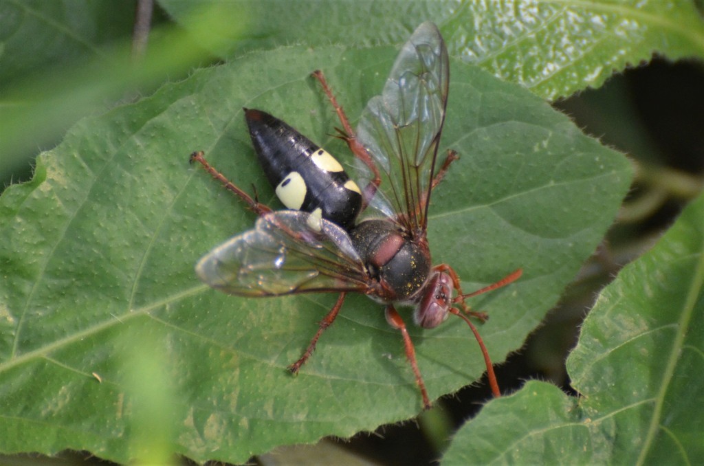 Sphecius milleri