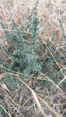 Salsola kali ruthenica