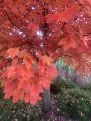 Acer rubrum