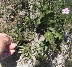 Pelargonium dipetalum