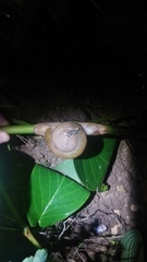 Dyakiidae