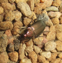 Poecilus versicolor