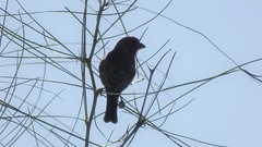 Passerina versicolor