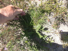 Pelargonium dipetalum