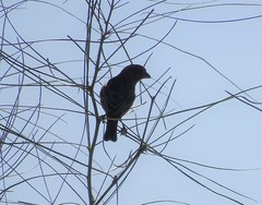 Passerina versicolor