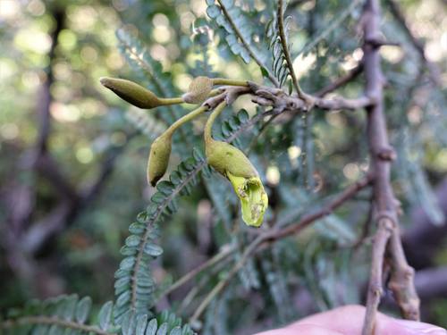 Image of Sophora fulvida by (c) Jacqui Geux, some rights reserved (CC BY)