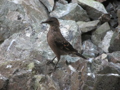 Cinclodes taczanowskii