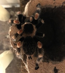 Brachypelma hamorii