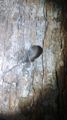 Dyakiidae