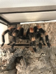 Brachypelma hamorii