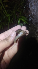 Dyakiidae
