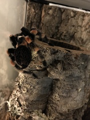 Brachypelma hamorii