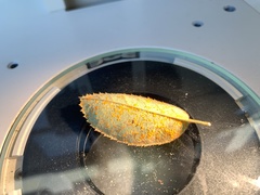 Phragmidium mucronatum