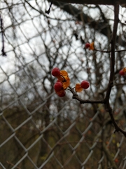 Celastrus orbiculatus