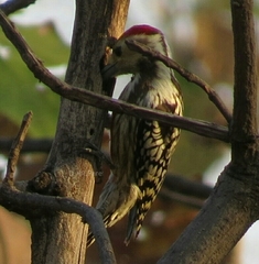 Leiopicus mahrattensis