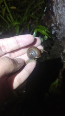 Dyakiidae