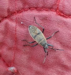 Largus maculatus
