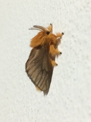 Thoscora