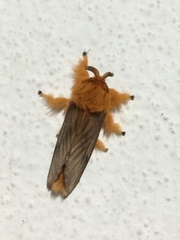 Thoscora