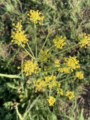 Afrosciadium magalismontanum
