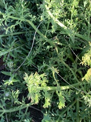 Afrosciadium magalismontanum