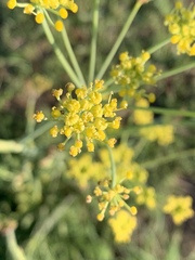 Afrosciadium magalismontanum