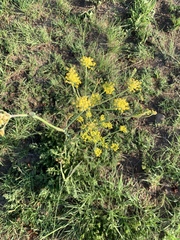 Afrosciadium magalismontanum