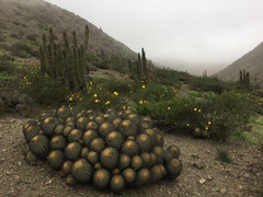 Copiapoa gigantea