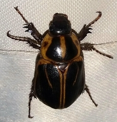 Cyclocephala picta