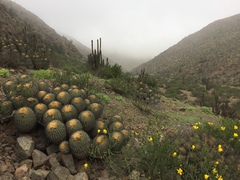 Copiapoa gigantea