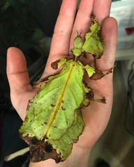 Phylliidae