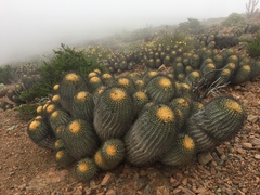 Copiapoa gigantea