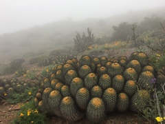Copiapoa gigantea
