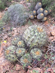 Copiapoa gigantea