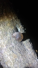 Dyakiidae