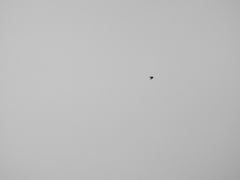 Ptyonoprogne rupestris