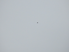 Ptyonoprogne rupestris