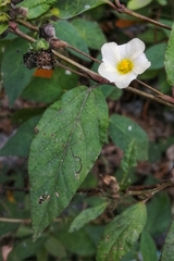 Sida cuspidata